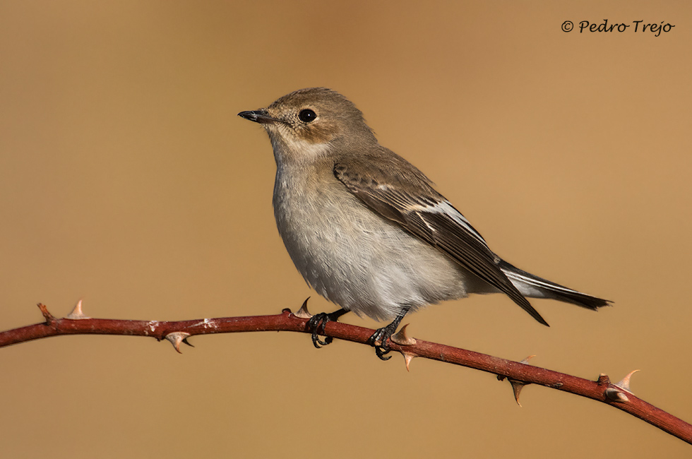 Papamosca cerrojillo (Ficedula hypoleuca)